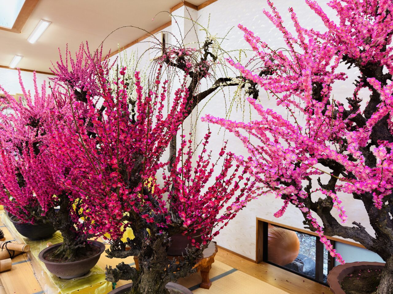 2026年みやまのお座敷盆梅梅花園