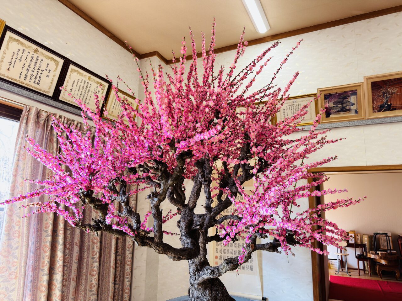 2026年みやまのお座敷盆梅梅花園