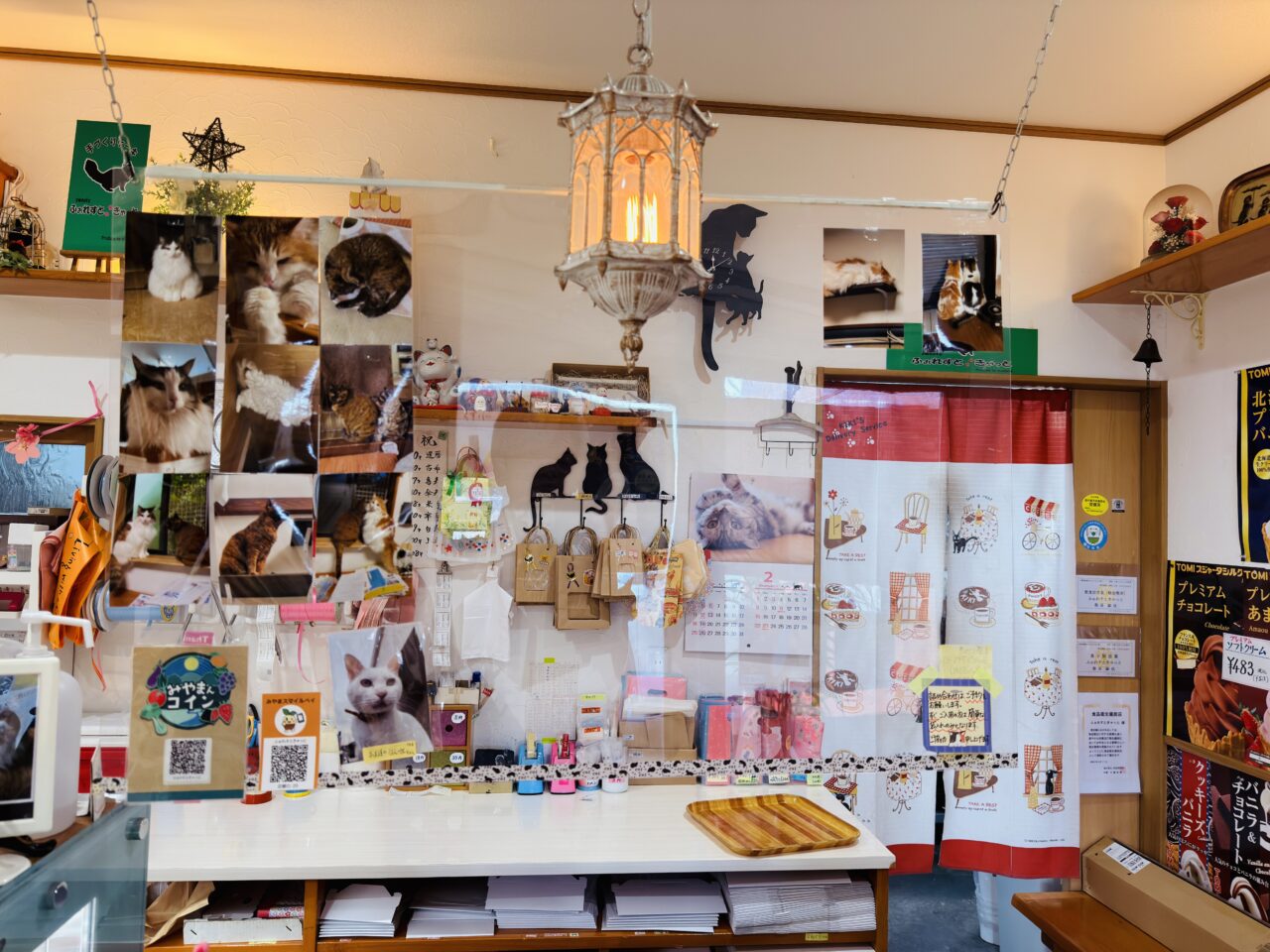2026年2月22日猫の日のみやま市のふぉれすときゃっと
