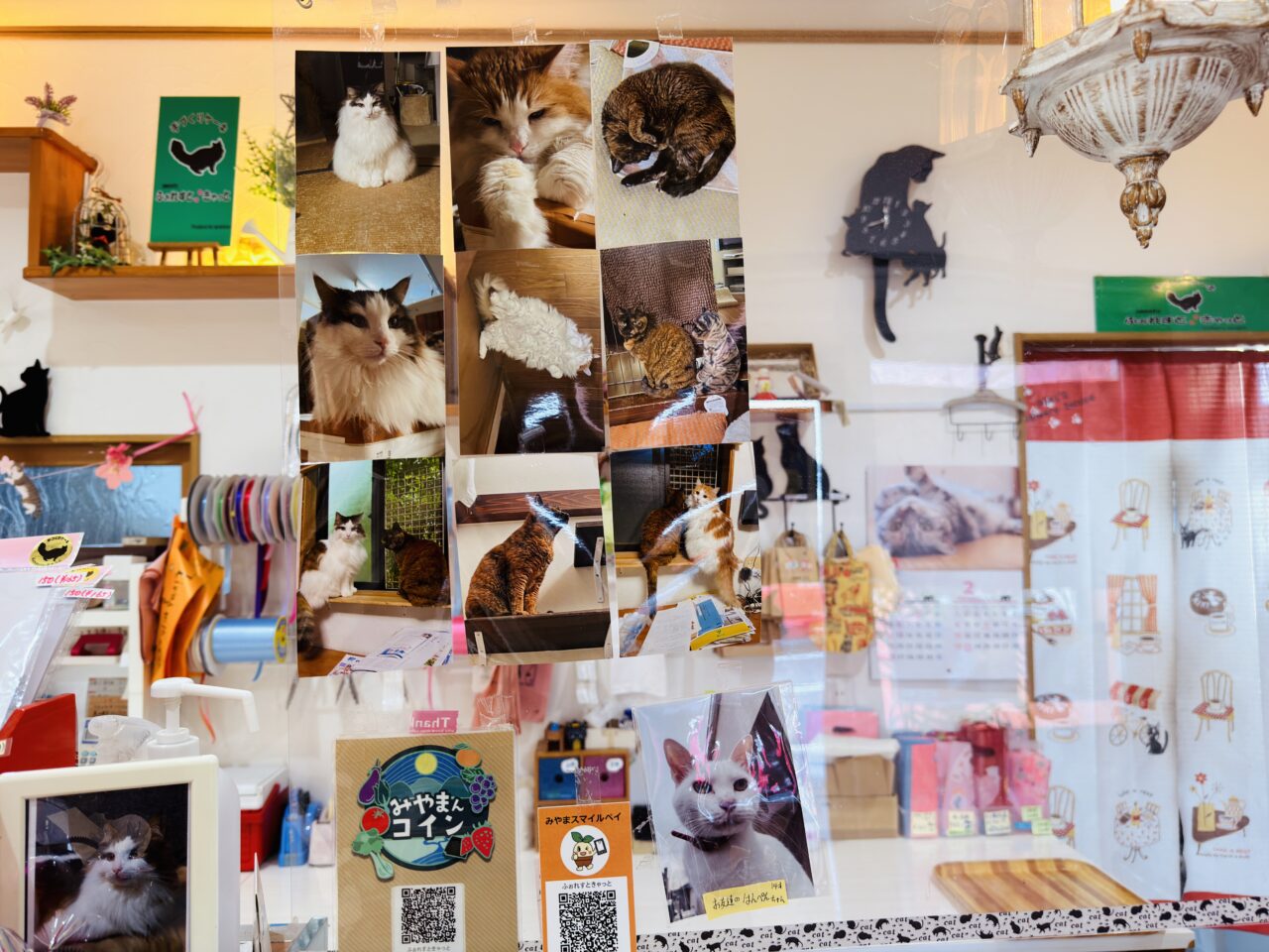 2026年2月22日猫の日のみやま市のふぉれすときゃっと