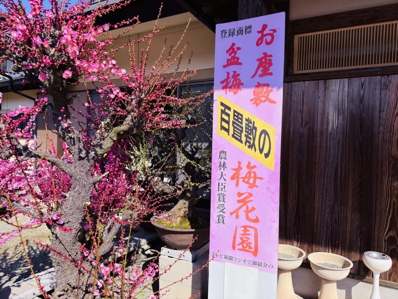 2026年みやまのお座敷盆梅梅花園