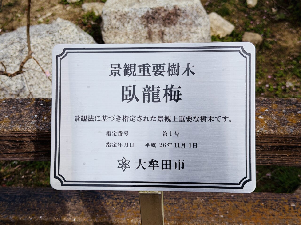 2026年大牟田普光寺の臥龍梅