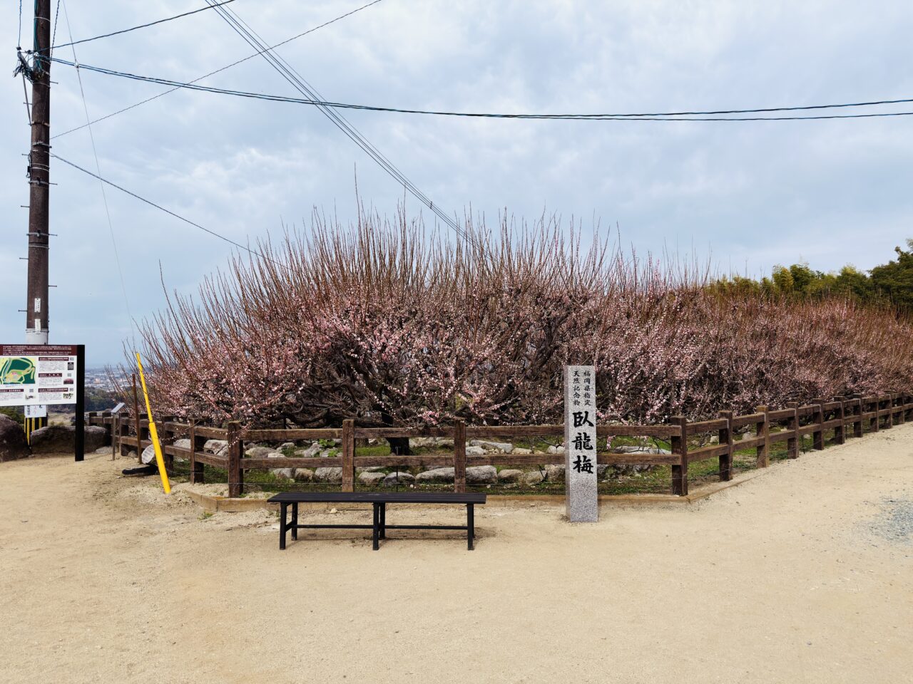 2026年大牟田普光寺の臥龍梅