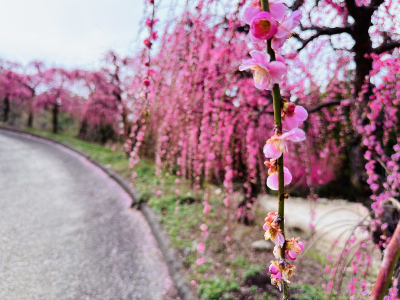 2026年大牟田普光寺の臥龍梅