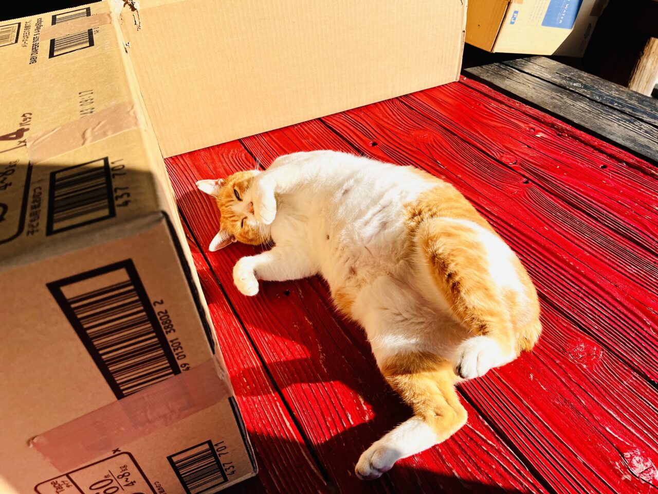 2026年2月22日猫の日のみやま市のふぉれすときゃっと