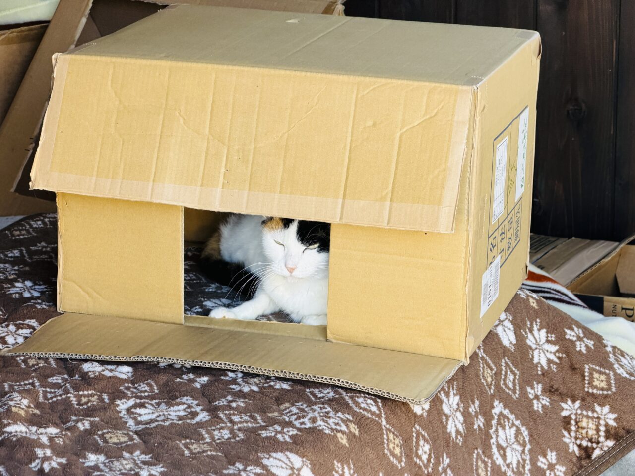 2026年2月22日猫の日のみやま市のふぉれすときゃっと