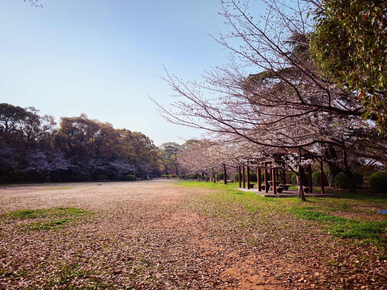 2026年大牟田の桜