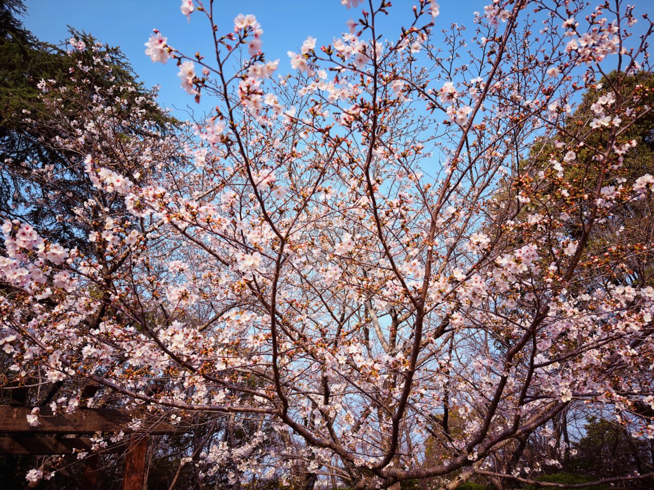2026年大牟田の桜