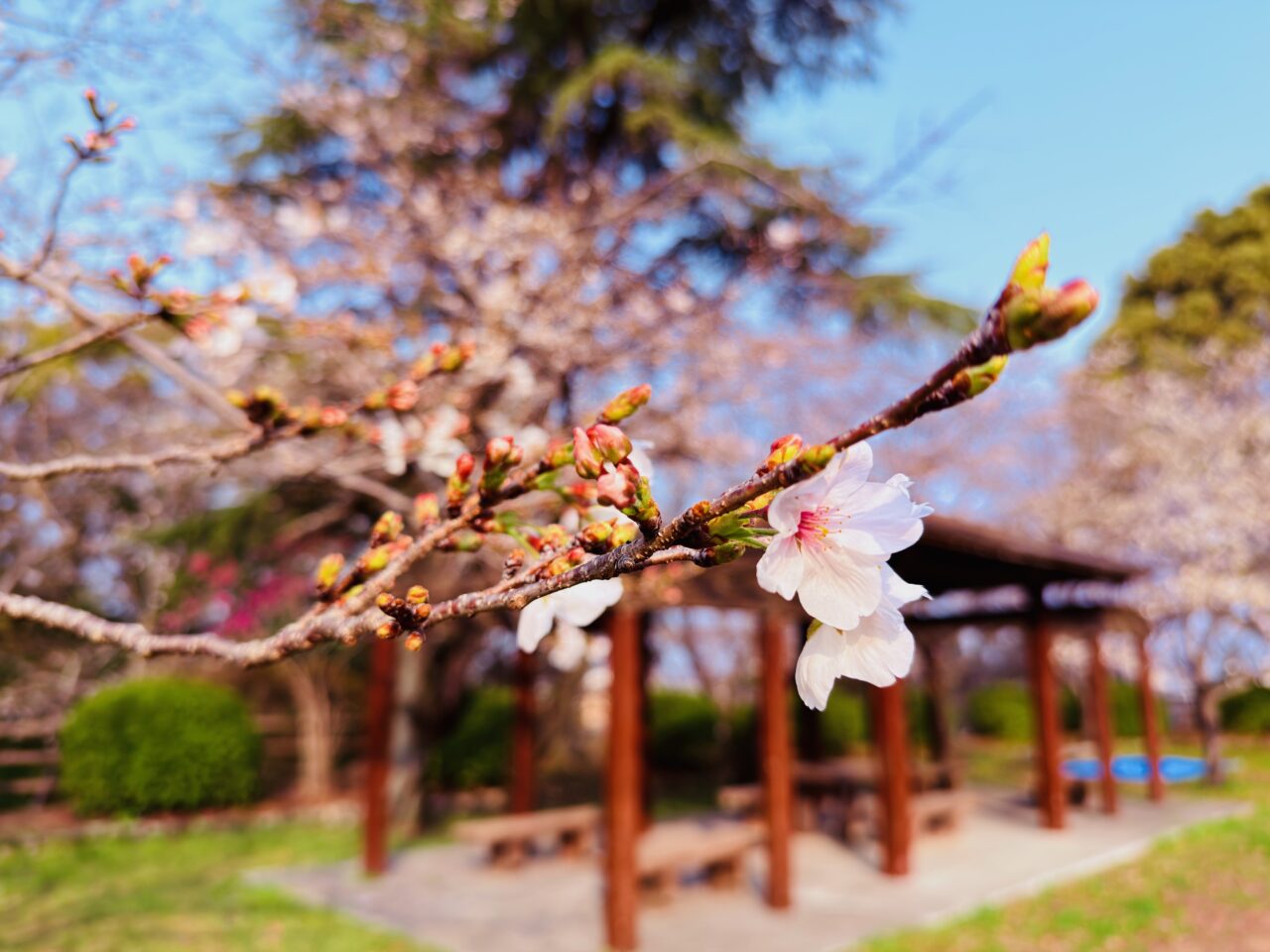 2026年大牟田の桜