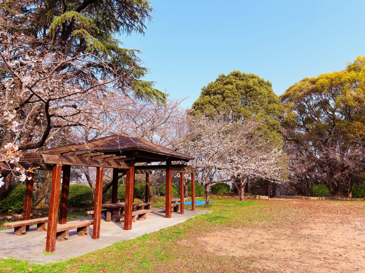 2026年大牟田の桜