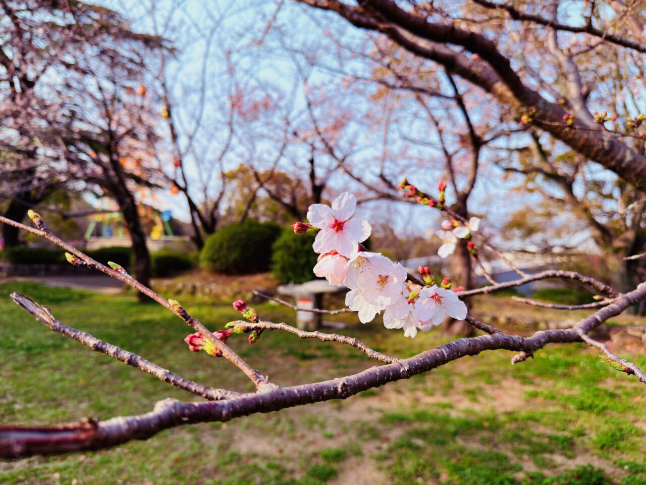 2026年大牟田の桜