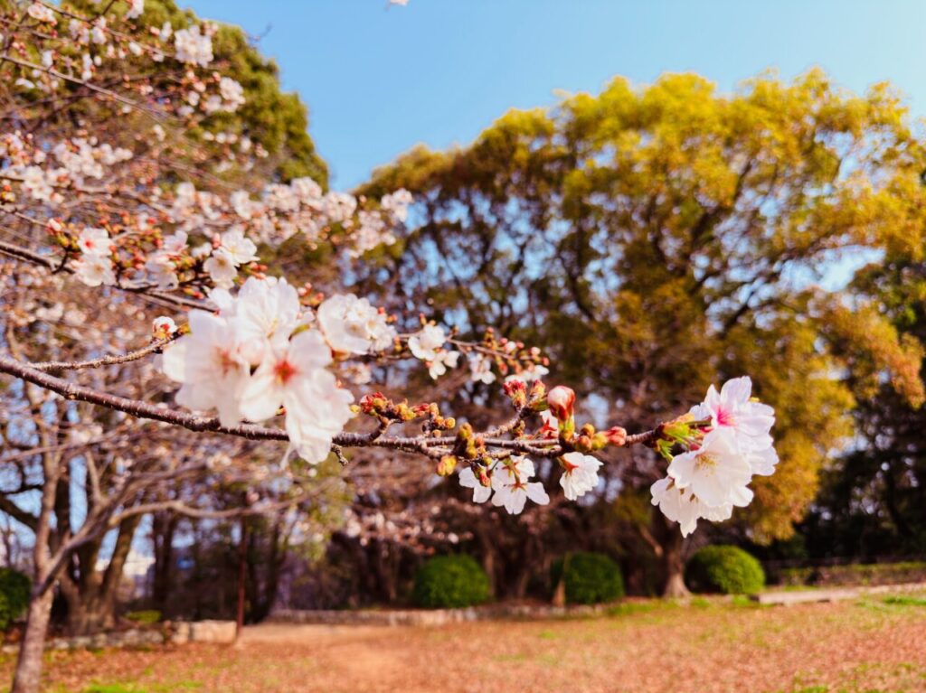 2026年大牟田の桜
